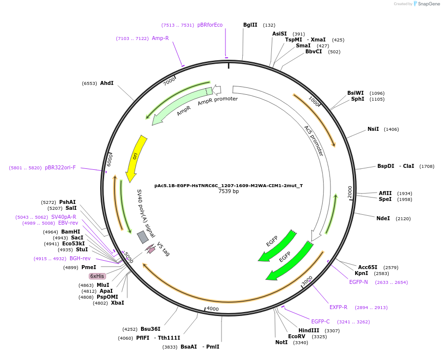 147551-plasmid-map-sequence-id-289998