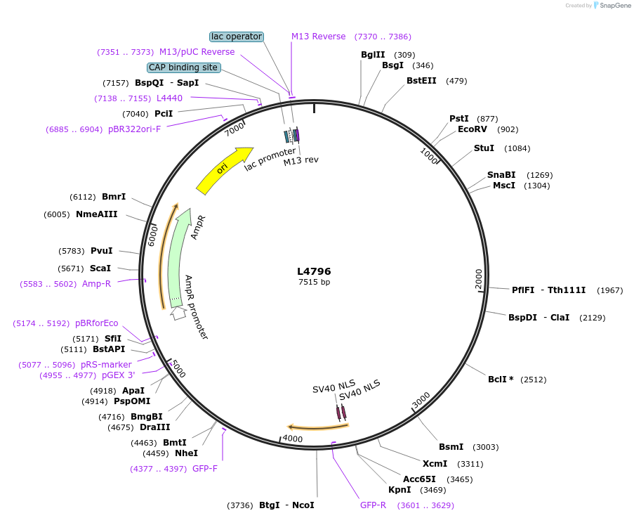 1680-plasmid-map-sequence-id-290