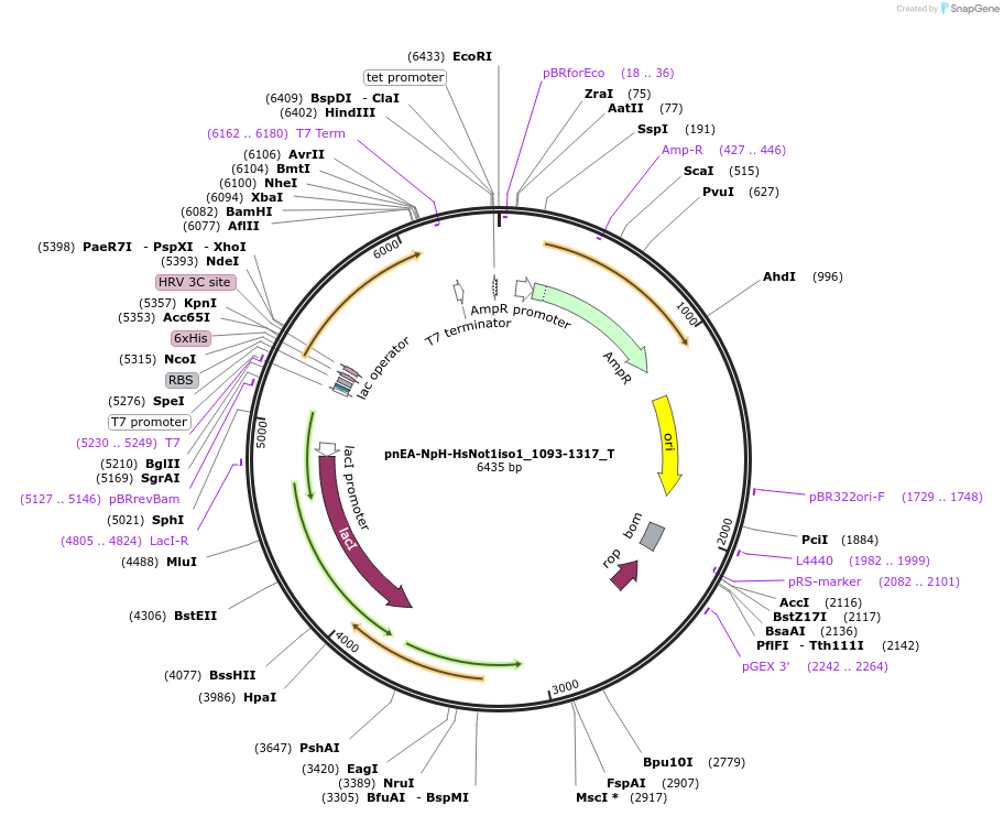 147573-plasmid-map-sequence-id-290020