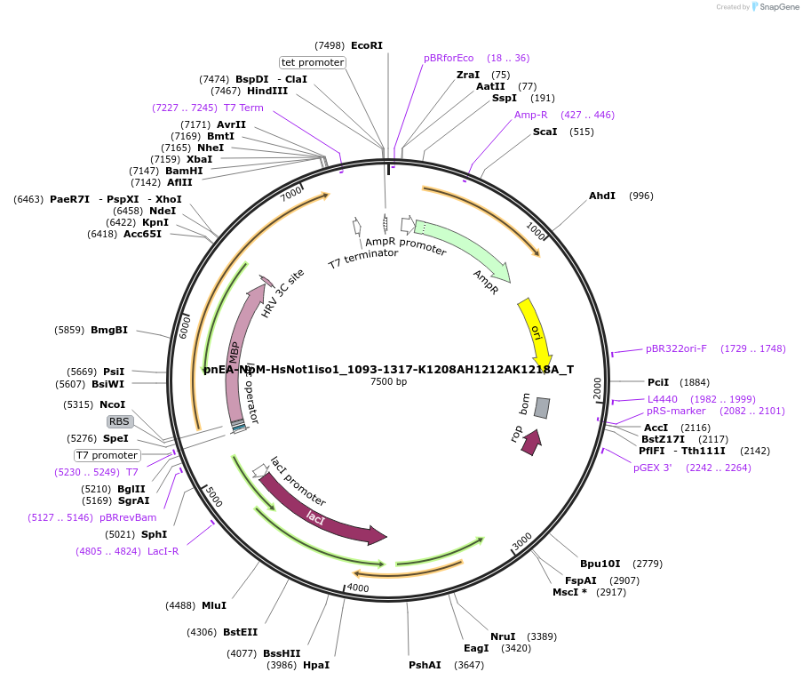 147574-plasmid-map-sequence-id-290021
