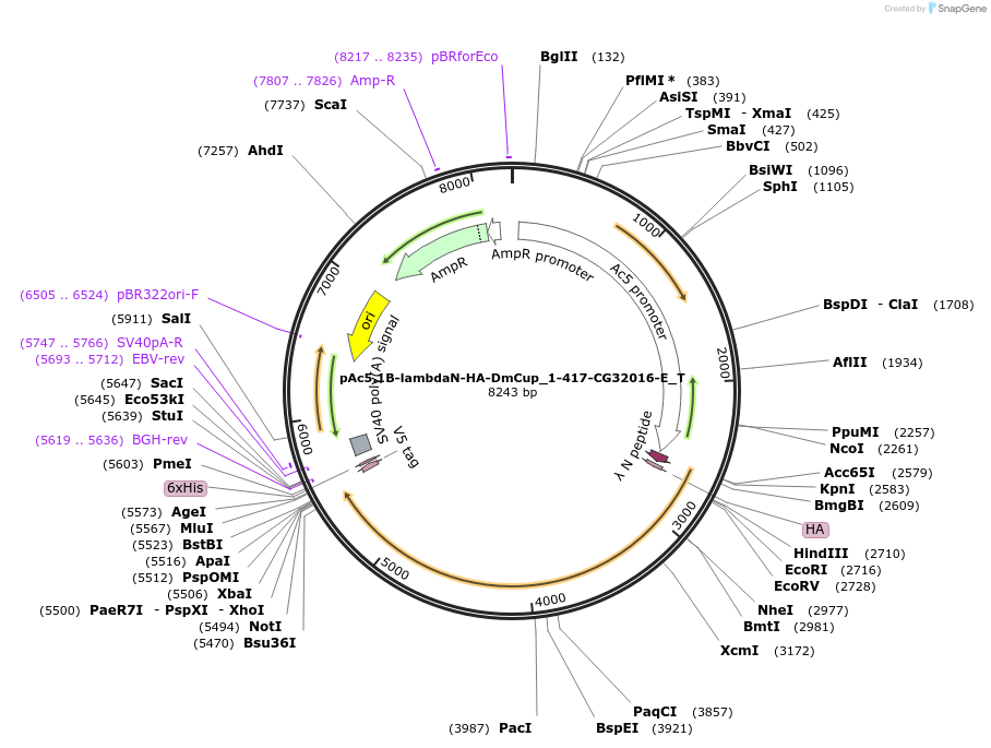 147583-plasmid-map-sequence-id-290030