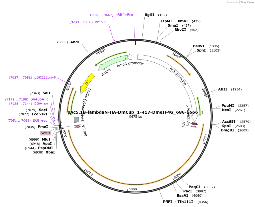 147584-plasmid-map-sequence-id-290031