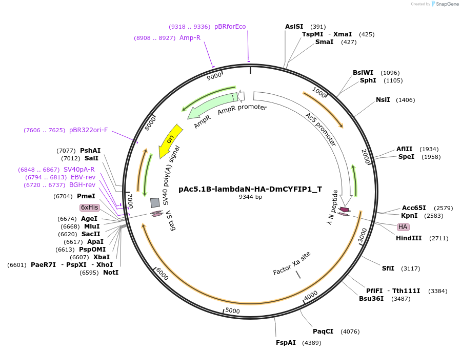 147585-plasmid-map-sequence-id-290032