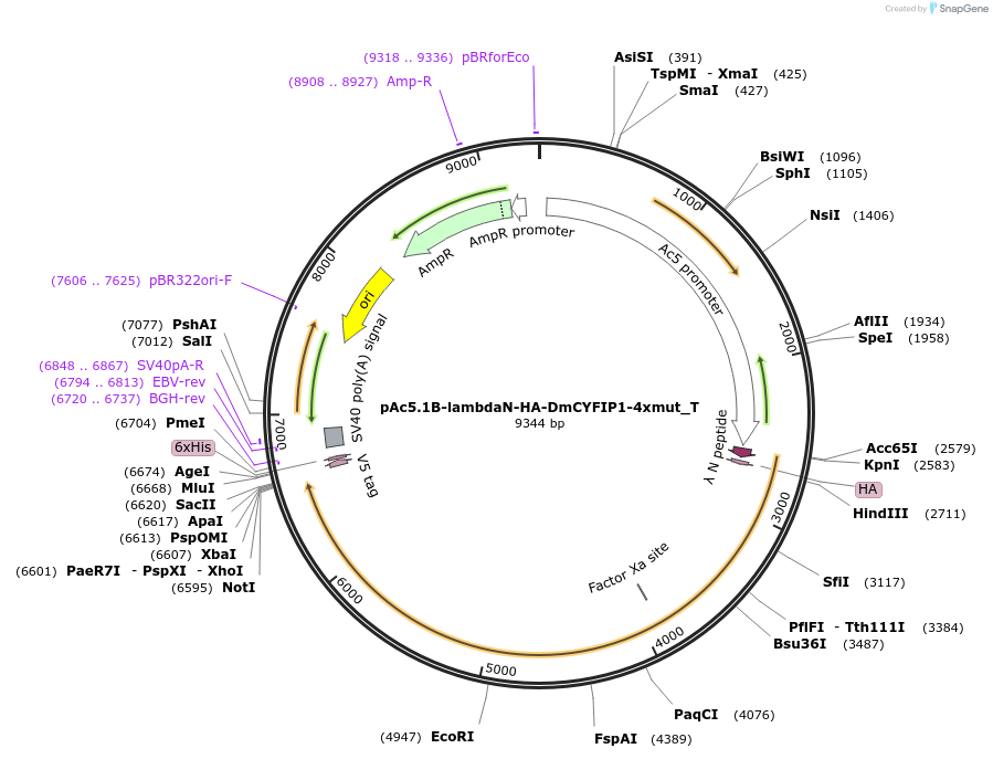 147586-plasmid-map-sequence-id-290033