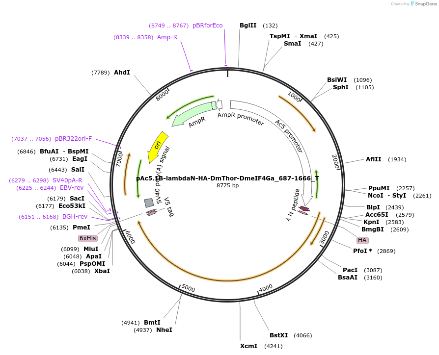 147592-plasmid-map-sequence-id-290039