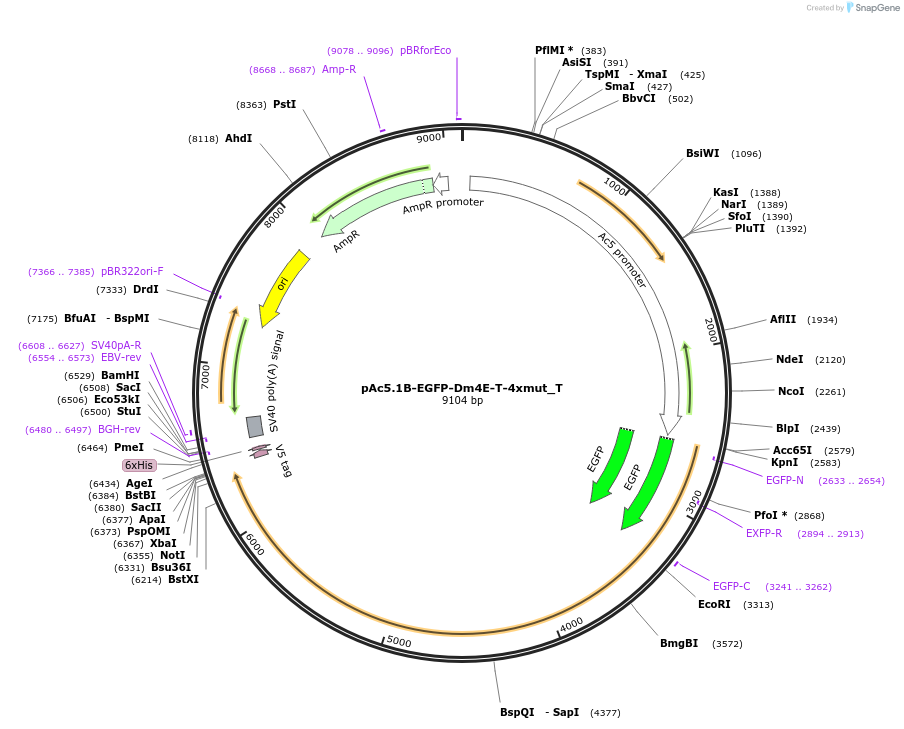 147593-plasmid-map-sequence-id-290040