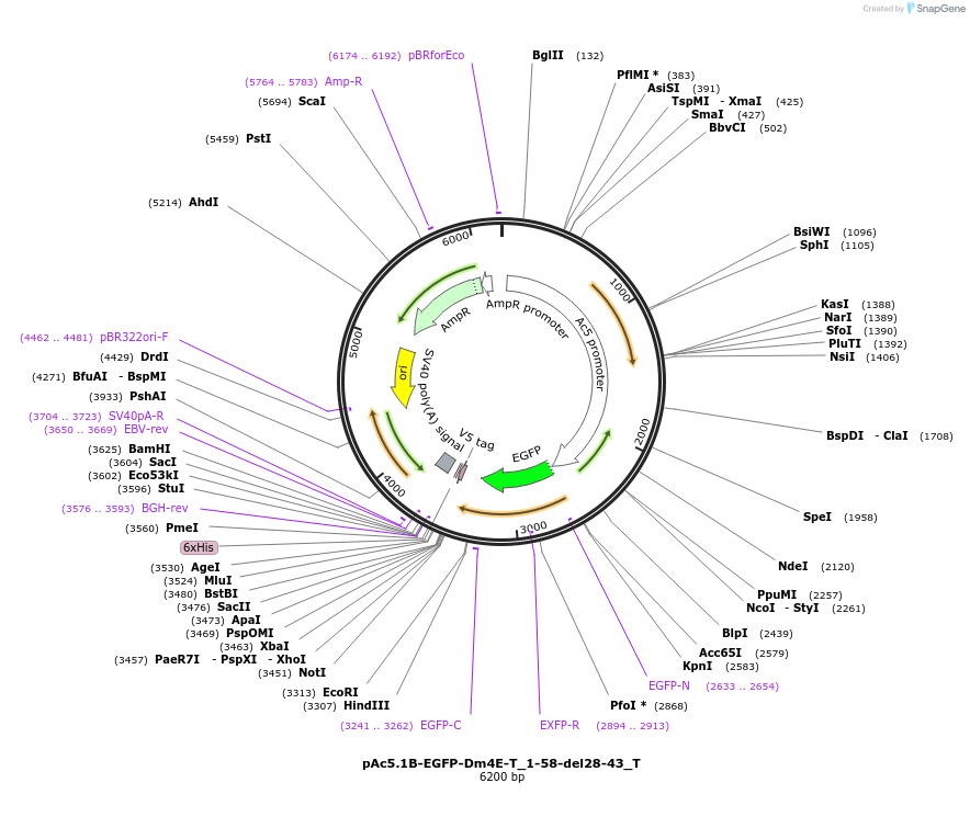 147596-plasmid-map-sequence-id-290043