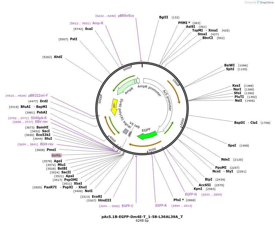 147598-plasmid-map-sequence-id-290045