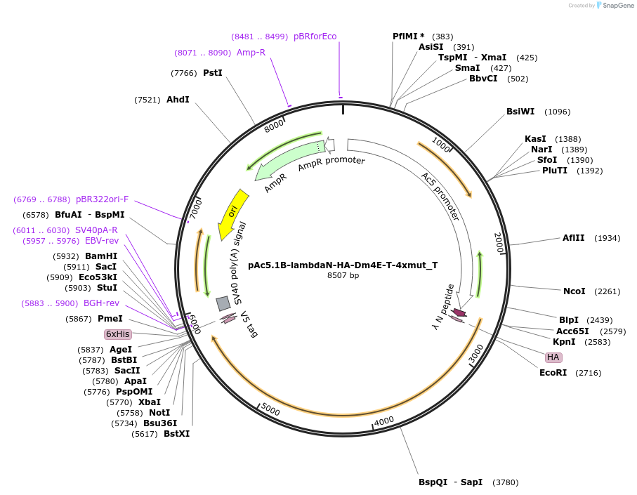 147606-plasmid-map-sequence-id-290053