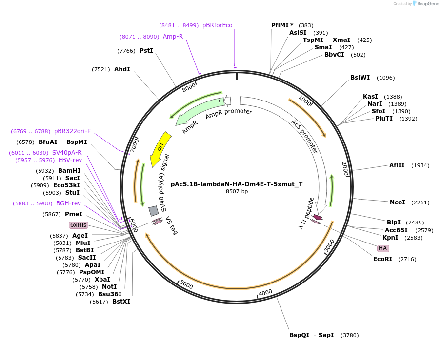 147607-plasmid-map-sequence-id-290054