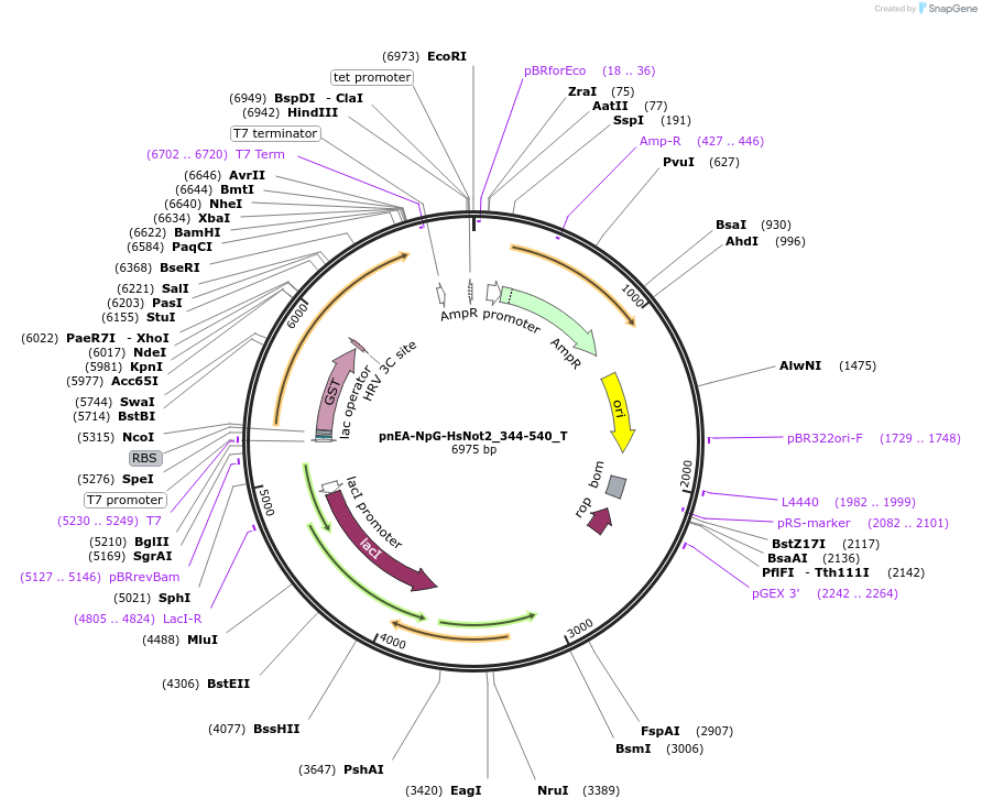 147614-plasmid-map-sequence-id-290061