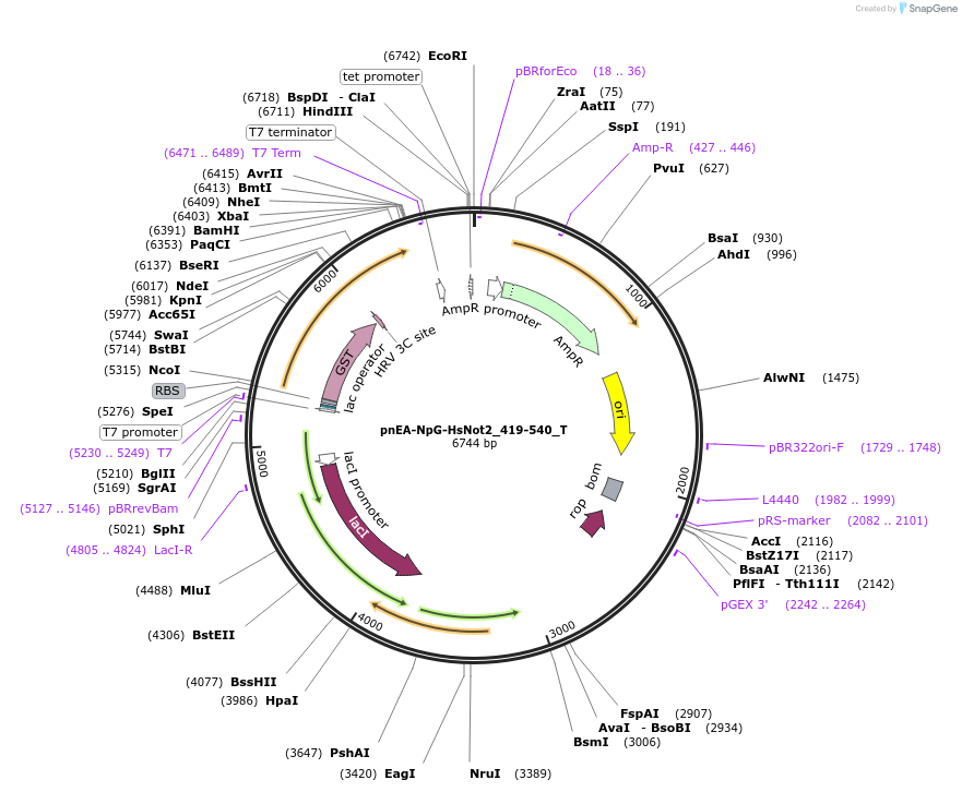 147616-plasmid-map-sequence-id-290063