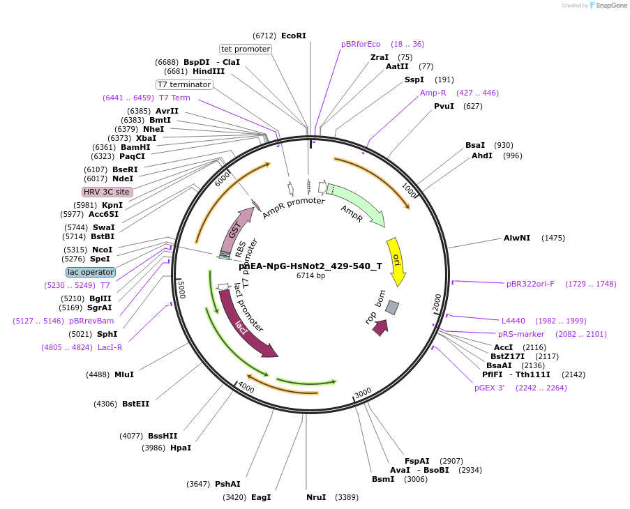 147617-plasmid-map-sequence-id-290064