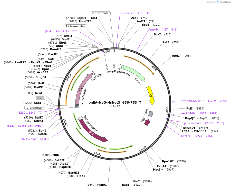 147619-plasmid-map-sequence-id-290066