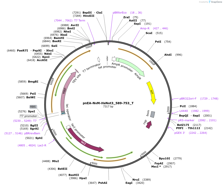 147620-plasmid-map-sequence-id-290067