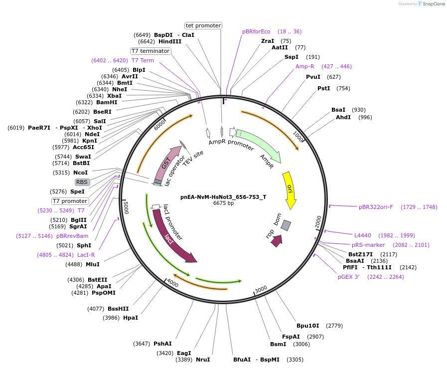 147621-plasmid-map-sequence-id-290068
