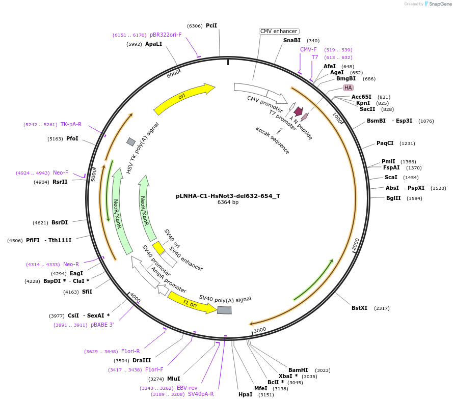 147627-plasmid-map-sequence-id-290074