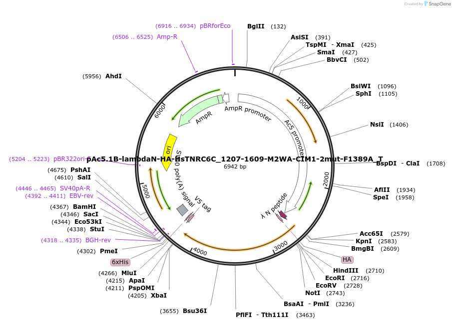 147636-plasmid-map-sequence-id-290083
