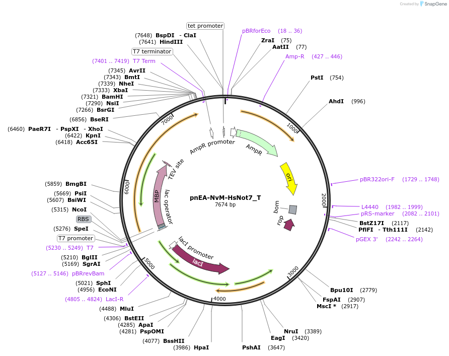 147637-plasmid-map-sequence-id-290084