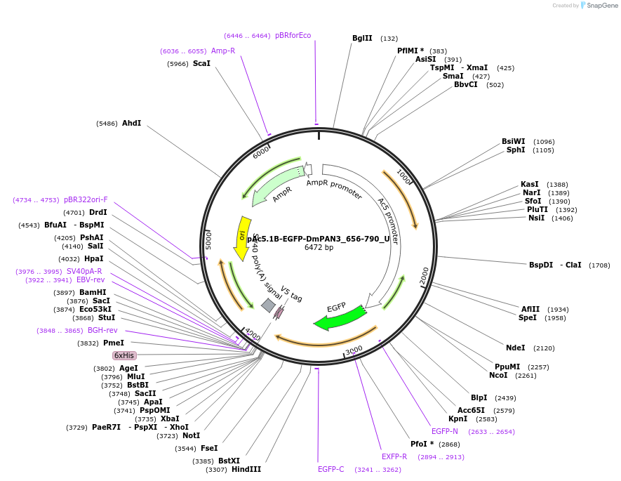 147654-plasmid-map-sequence-id-290101