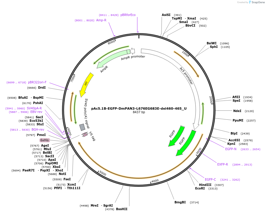 147658-plasmid-map-sequence-id-290105