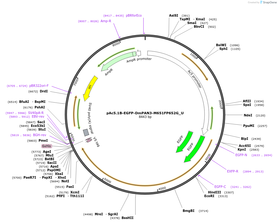 147664-plasmid-map-sequence-id-290111