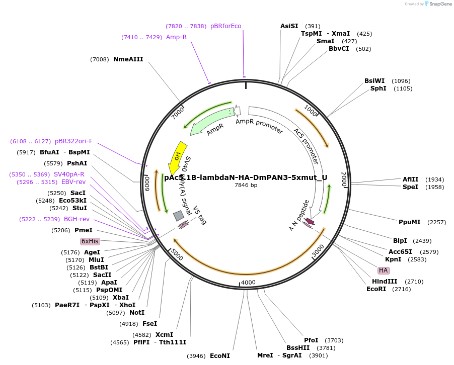 147667-plasmid-map-sequence-id-290114