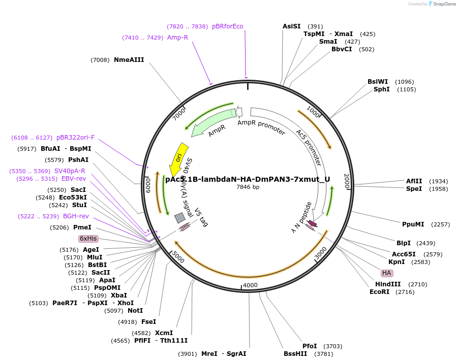 147668-plasmid-map-sequence-id-290115
