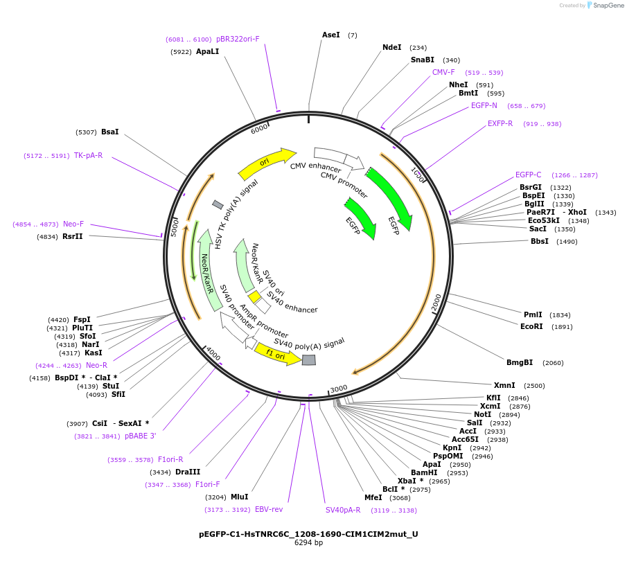 147678-plasmid-map-sequence-id-290125
