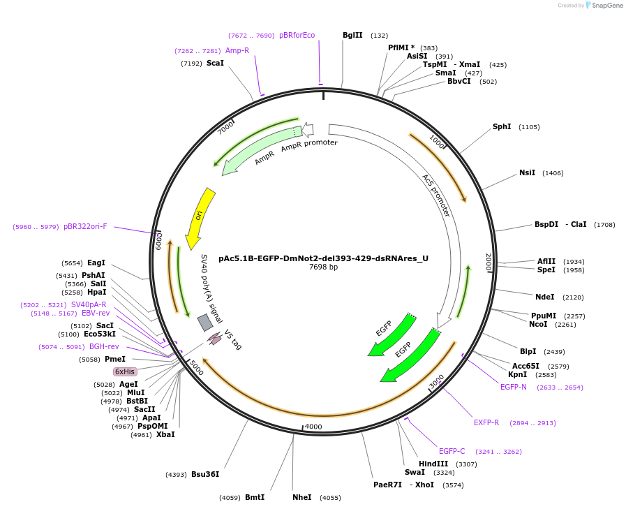 147697-plasmid-map-sequence-id-290144