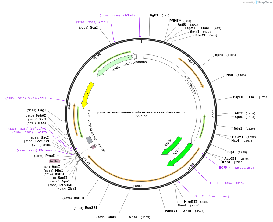 147700-plasmid-map-sequence-id-290147