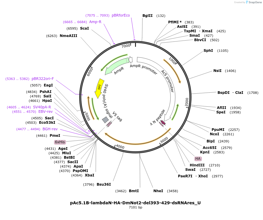 147712-plasmid-map-sequence-id-290159