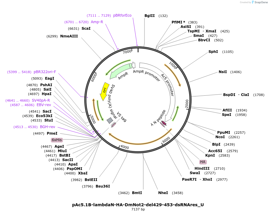147714-plasmid-map-sequence-id-290161