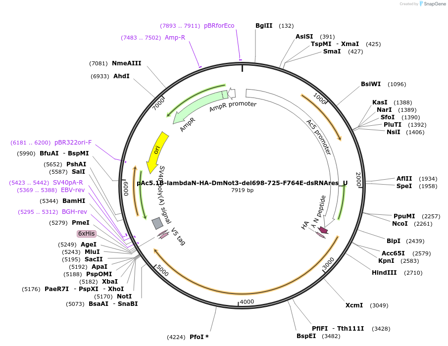 147719-plasmid-map-sequence-id-290166