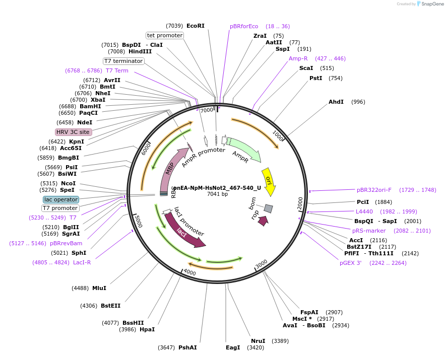 147727-plasmid-map-sequence-id-290174