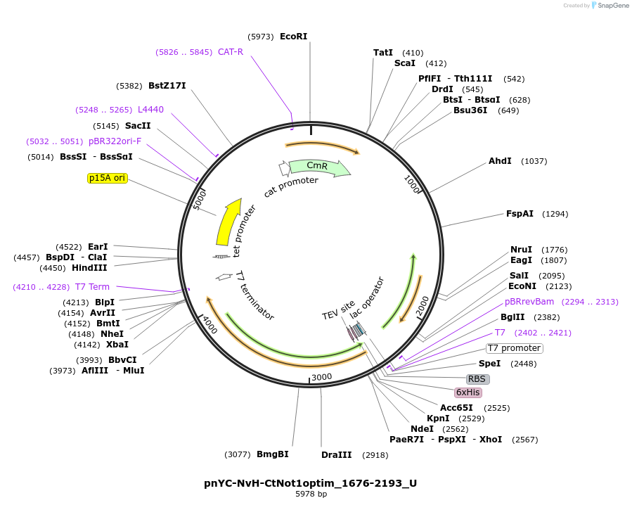 147729-plasmid-map-sequence-id-290176