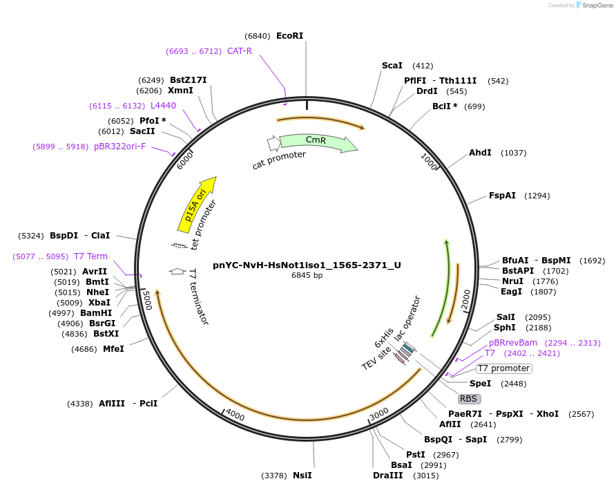 147730-plasmid-map-sequence-id-290177