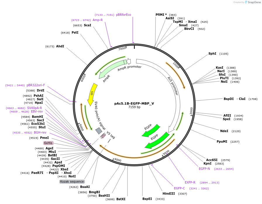 147736-plasmid-map-sequence-id-290183