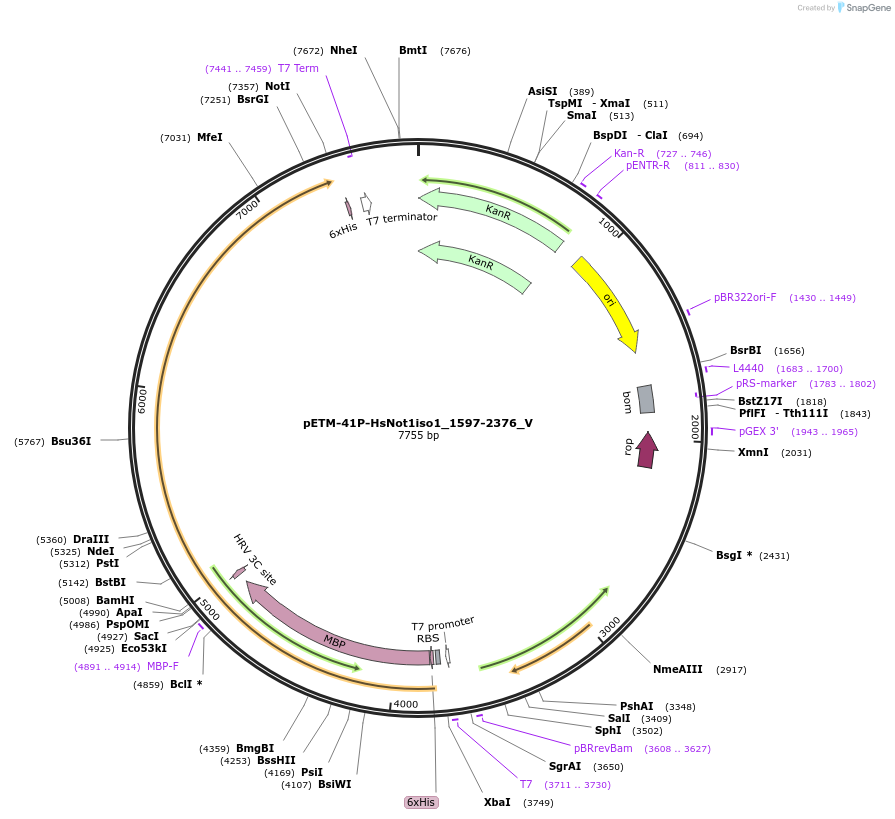 147746-plasmid-map-sequence-id-290193