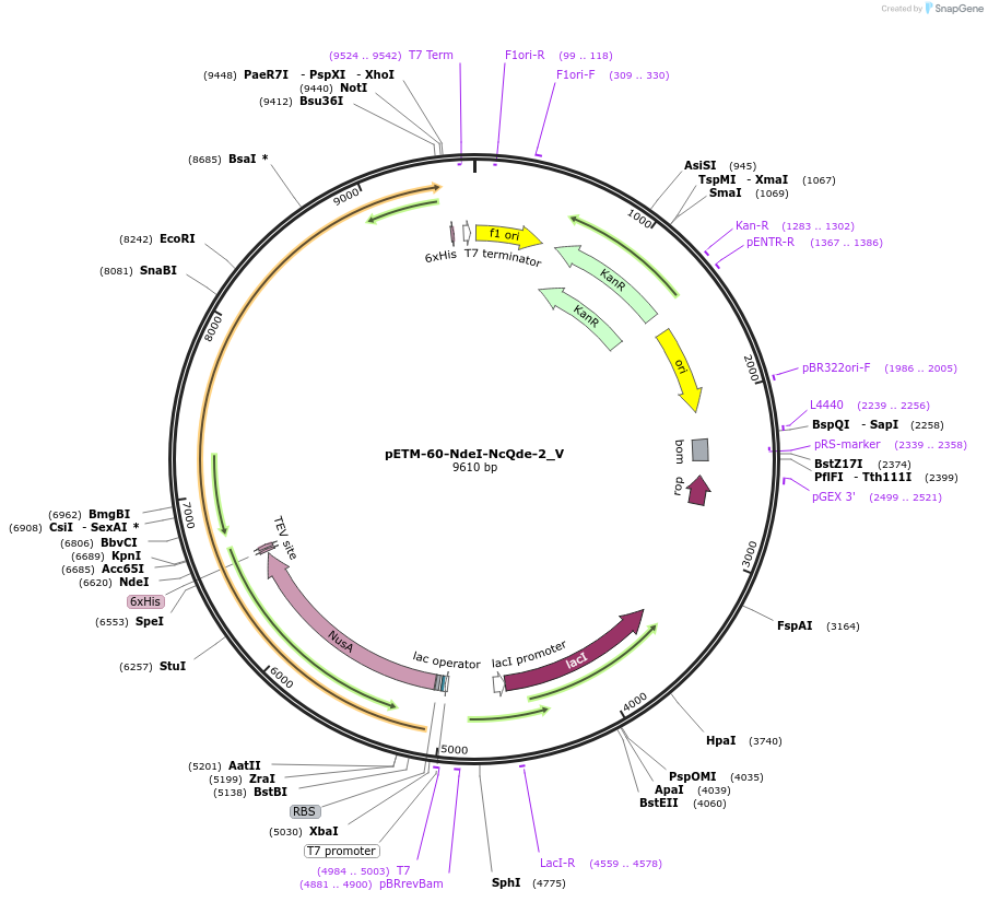 147747-plasmid-map-sequence-id-290194