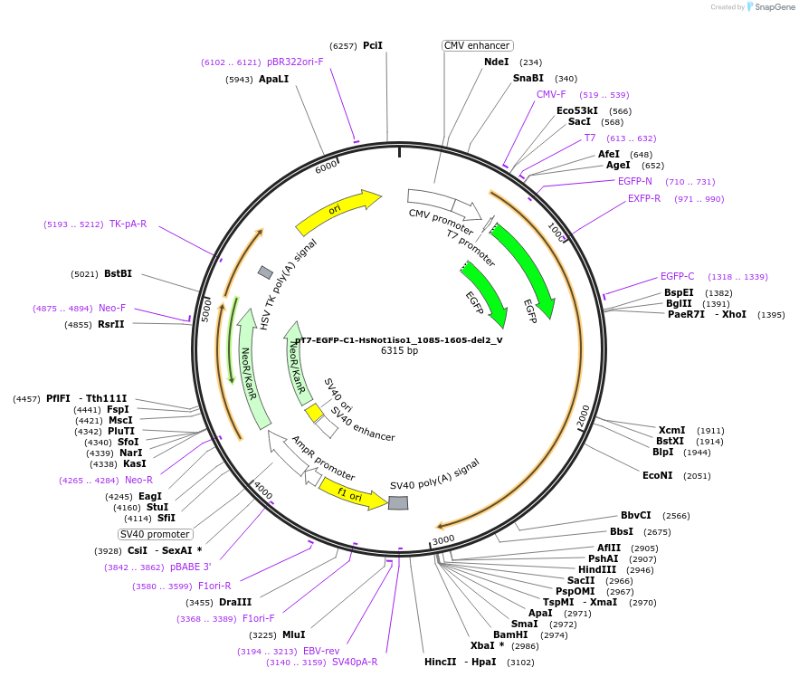 147751-plasmid-map-sequence-id-290198