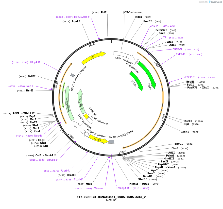 147752-plasmid-map-sequence-id-290199
