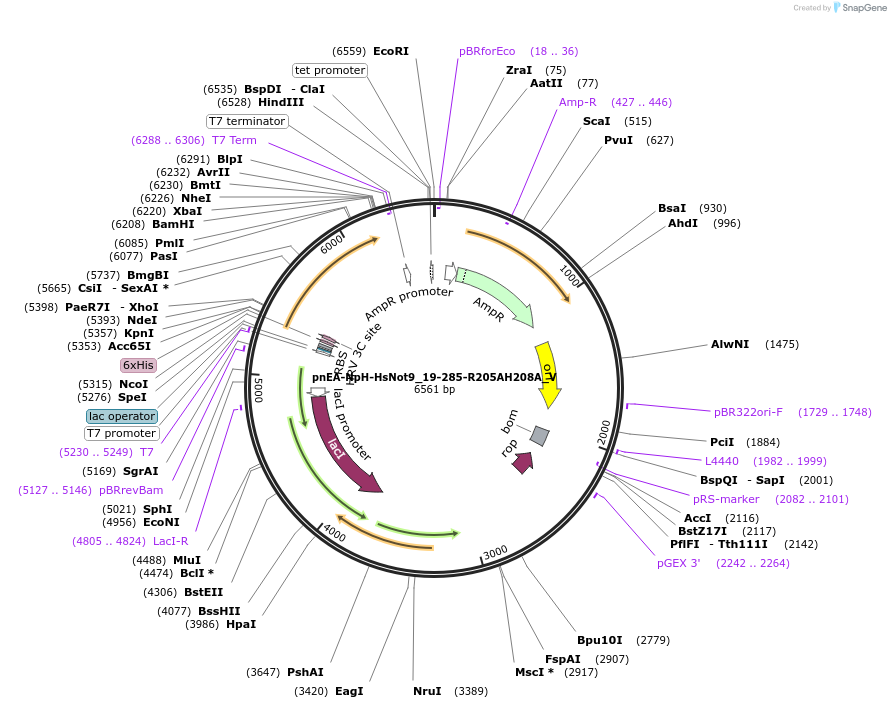 147774-plasmid-map-sequence-id-290221