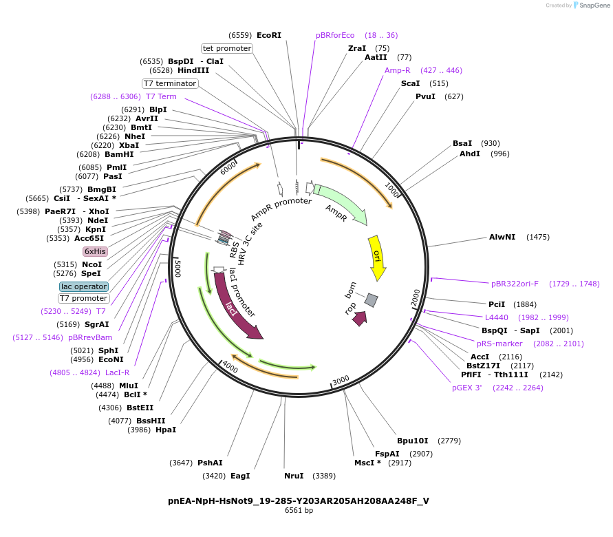 147775-plasmid-map-sequence-id-290222