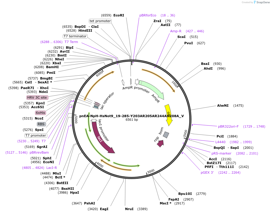 147776-plasmid-map-sequence-id-290223
