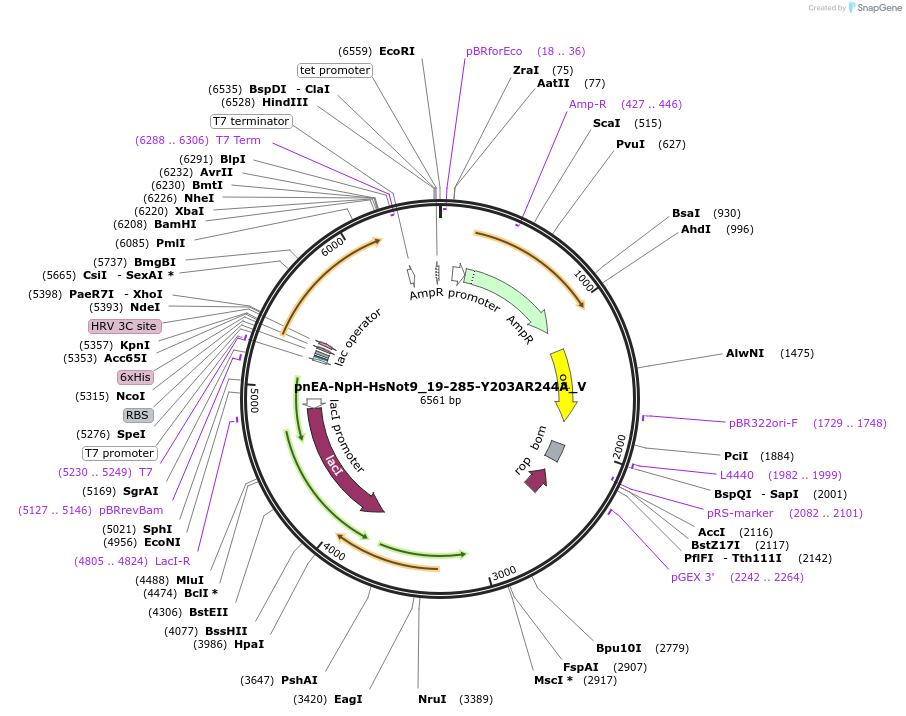 147777-plasmid-map-sequence-id-290224
