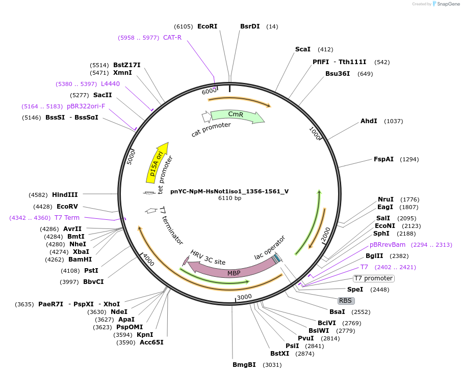 147778-plasmid-map-sequence-id-290225