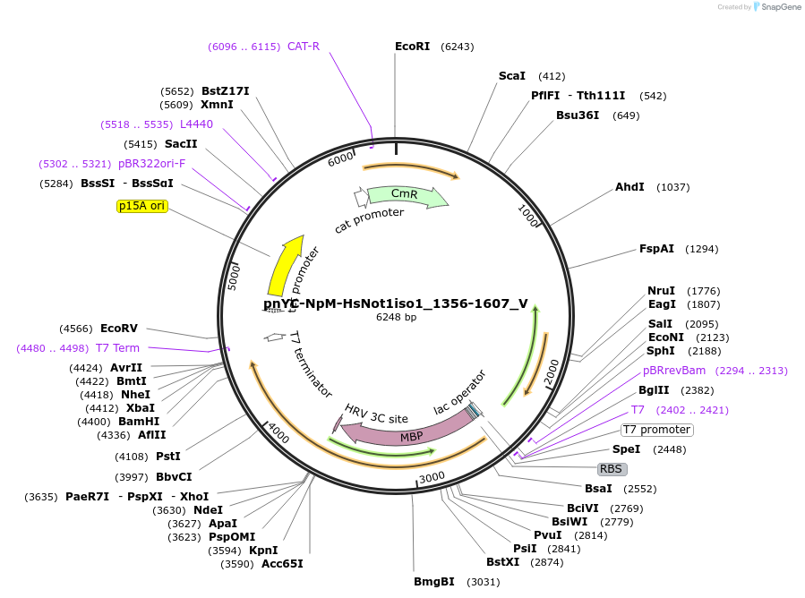 147780-plasmid-map-sequence-id-290227