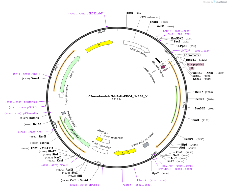 147782-plasmid-map-sequence-id-290229