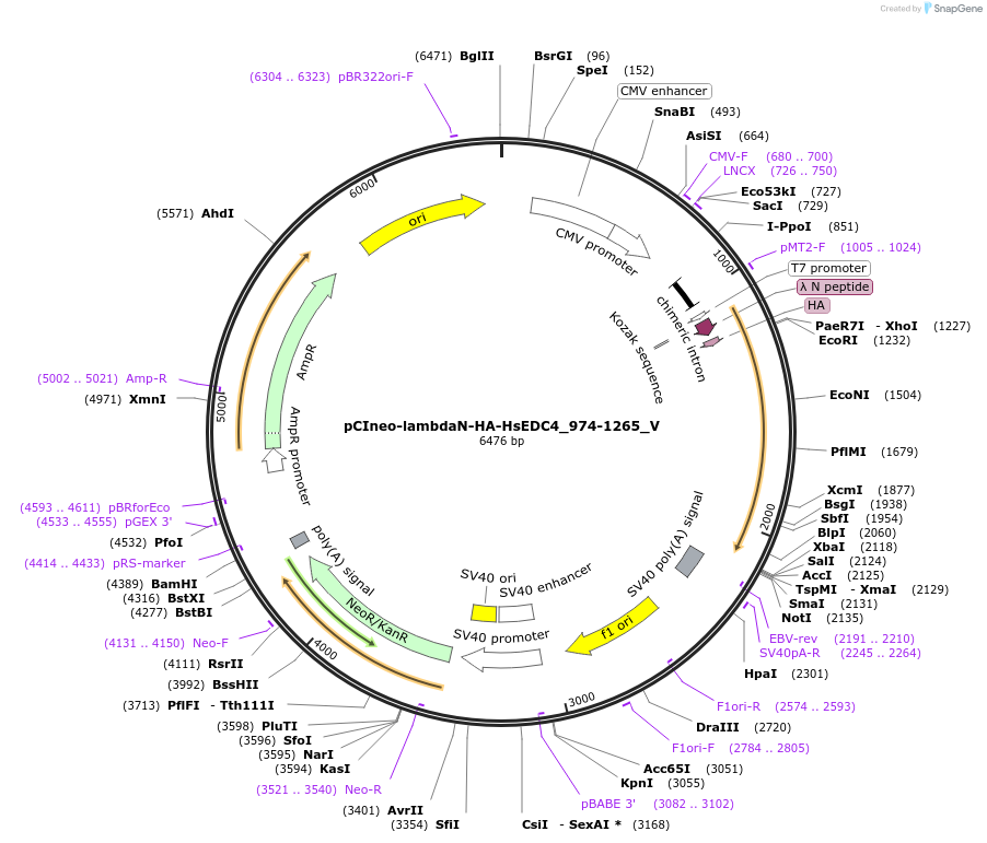 147784-plasmid-map-sequence-id-290231